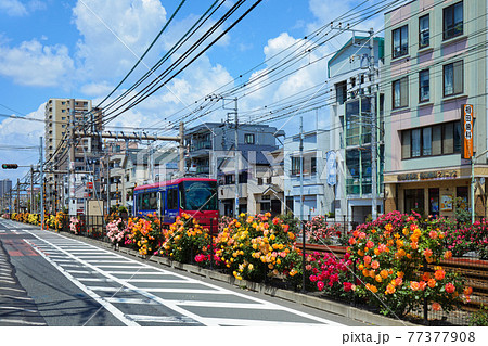 都電沿線のカラフルなバラの花と路面電車 77377908