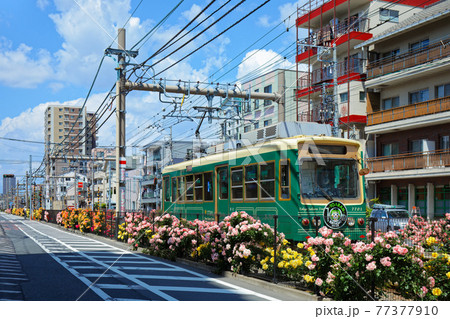 都電沿線のカラフルなバラの花と路面電車 77377910