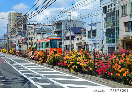 都電沿線のカラフルなバラの花と路面電車 都電沿線のカラフルなバラの花と路面電車 77378001