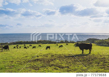 屋久島の海辺の牧場で黄昏る牛 屋久島の海辺の牧場で黄昏る牛 77379688