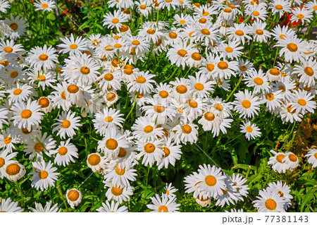 Chrysanthemun leaucanthemum Chrysanthemun leaucanthemum 77381143