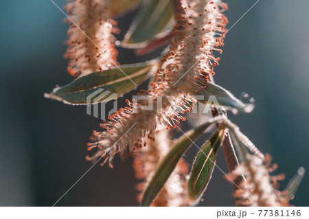 Willow Willow 77381146