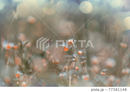 Wildflowers Wildflowers 77381148