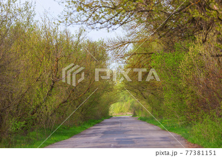 Trees alley Trees alley 77381151