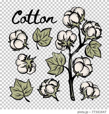 Cotton plant. Ink black and white drawing - Stock Illustration [76313162] -  PIXTA