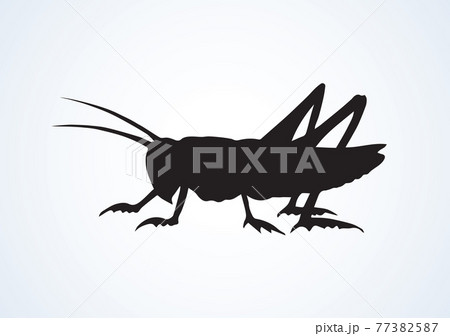Grasshopper. Vector drawing 77382587
