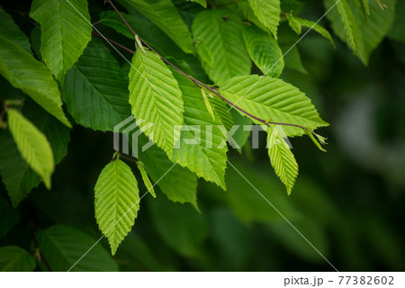 closeup of rain drops on hornbeam leaves in hedge at spring 77382602
