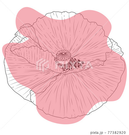Poppy flower, bud, sketch and imitation watercolor Poppy flower, bud, sketch and imitation watercolor 77382920