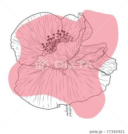 Poppy flower, bud, sketch and imitation watercolor Poppy flower, bud, sketch and imitation watercolor 77382921