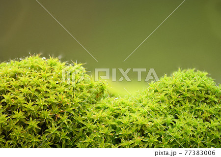 Natural background. Green moss close-up with Large Depth of Field (DOF). With drops of water and pieces of ice. Macro view. Natural background. Green moss close-up with Large Depth of Field (DOF). With drops of water and pieces of ice. Macro view. 77383006