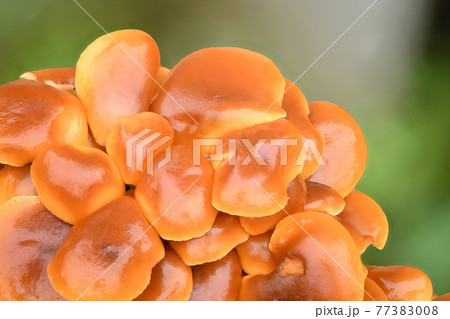 Edible mushrooms Flammulina velutipes known as Enokitake, Golden Needle mushroom or Lily mushroom . Edible mushrooms Flammulina velutipes known as Enokitake, Golden Needle mushroom or Lily mushroom . 77383008