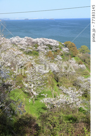 瀬戸内海と桜 77383145