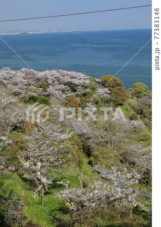瀬戸内海と山桜 77383146