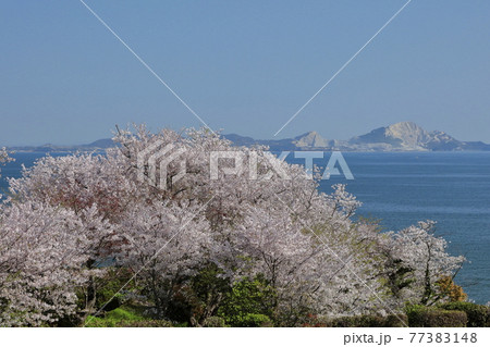 家島諸島と岬に咲く桜 77383148