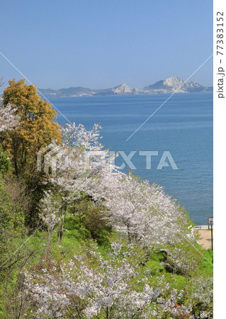 山に咲く桜と家島諸島 山に咲く桜と家島諸島 77383152