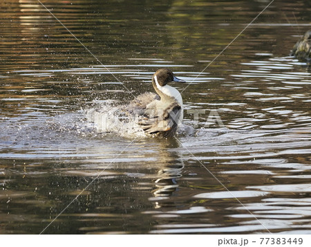 オナガガモ水浴び 77383449