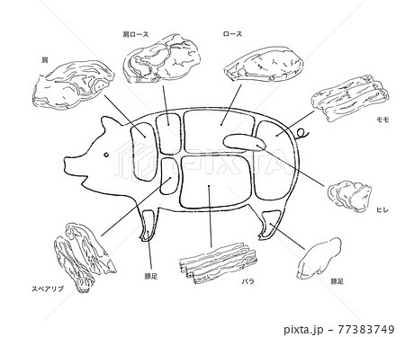 豚肉の部位説明のイラスト 手描きの線画のイラスト素材