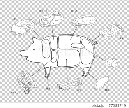 豚肉の部位説明のイラスト-手描きの線画 77383749