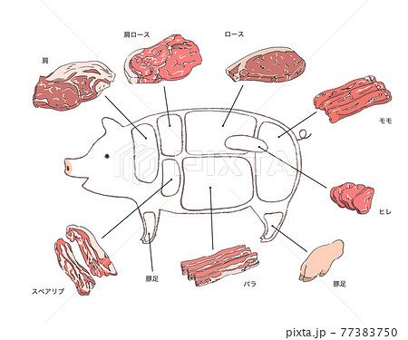 豚肉の部位説明のイラスト 手描きの線画のイラスト素材