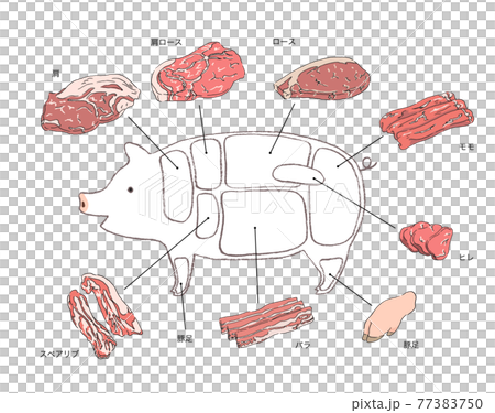 豚肉の部位説明のイラスト-手描きの線画 77383750