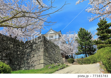【香川県】桜咲く春の丸亀城（現存12天守、石垣の名城） 77383783