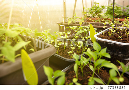Bio vegetable seedlings in a box at the greenhouse, gardening concept 77383885