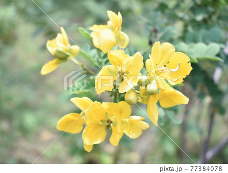 caesalpinia,Mexican Caesalpinia, Mexican Holdback,caesalpinia image 77384078