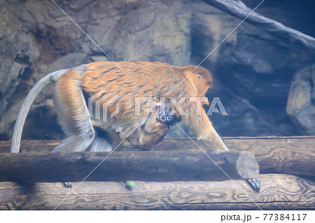 移動する母親のおなかにしがみつくテングザルの赤ちゃんの写真素材 移動する母親のおなかにしがみつくテングザルの赤ちゃんの写真素材