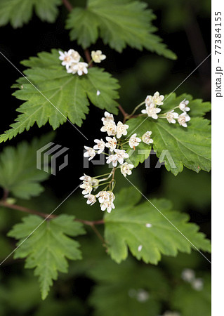 コゴメウツギ コゴメウツギ 77384155