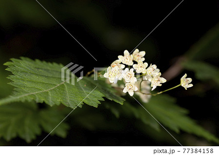 コゴメウツギ 77384158