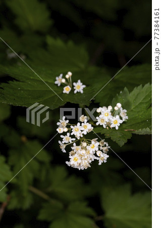 コゴメウツギ 77384161