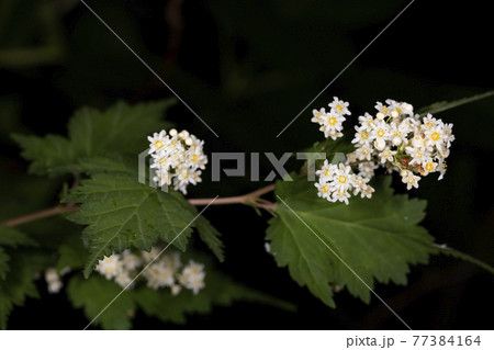 コゴメウツギ 77384164