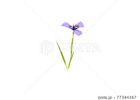 チリーアヤメ チリーアヤメ 77384367