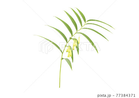 ナルコユリ 77384371