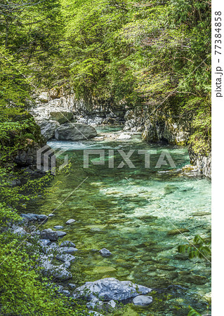阿寺峡谷の清流と新緑（長野県大桑村） 77384858