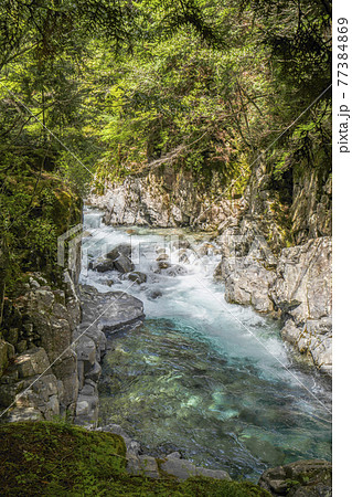 阿寺峡谷の清流と新緑（長野県大桑村） 77384869