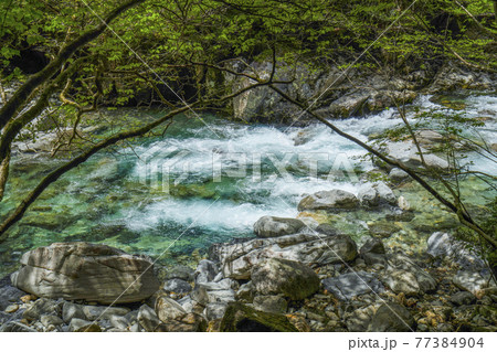 阿寺峡谷の清流と新緑（長野県大桑村） 77384904