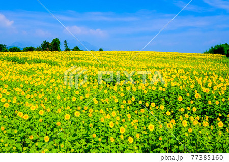 夏の向日葵畑 夏の向日葵畑 77385160