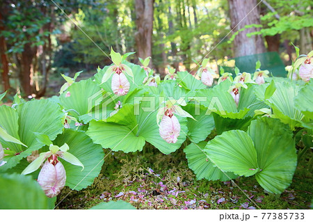 クマガイソウの花 クマガイソウの花 77385733