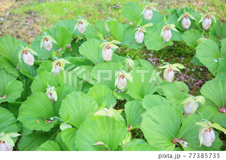 クマガイソウの花 クマガイソウの花 77385735