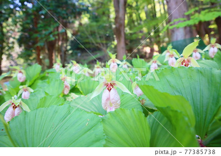 クマガイソウの花 クマガイソウの花 77385738