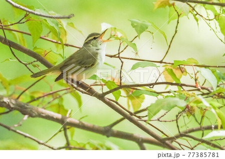 繁殖地に渡ってきたセンダイムシクイ 77385781