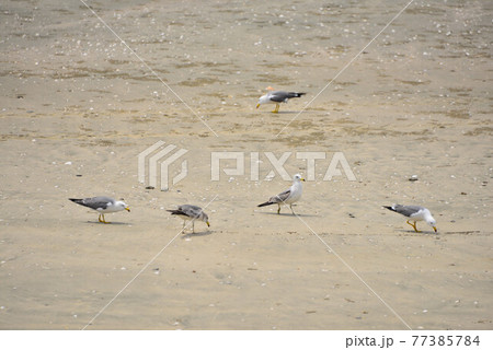カモメ 干潟 海 77385784