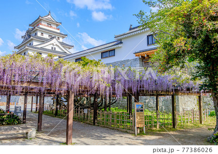 唐津城と藤の花 佐賀県唐津市の写真素材