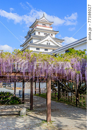 唐津城と藤の花 佐賀県唐津市の写真素材