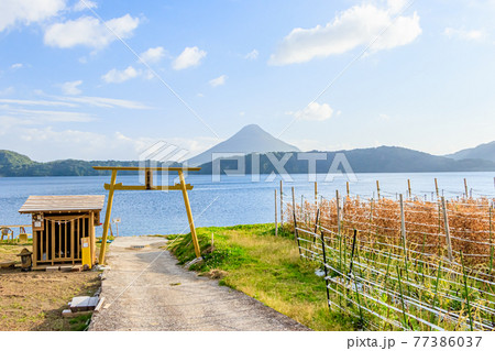 おこへた展望所の鳥居と開聞岳と池田湖　鹿児島県指宿市 77386037