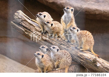 ミーアキャット_同じ方向を見ている7頭の写真素材 [77386104