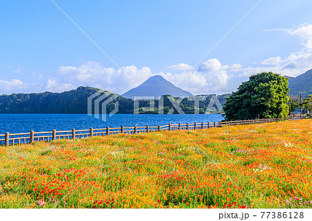 開聞岳と池田湖とハナビシソウ　鹿児島県指宿市 77386128