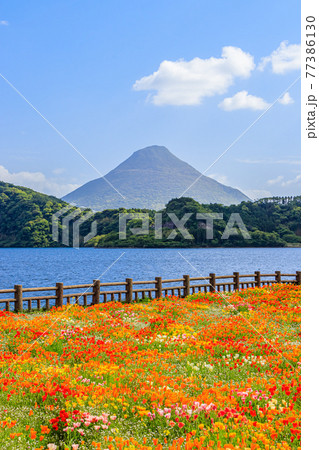 開聞岳と池田湖とハナビシソウ　鹿児島県指宿市 77386130