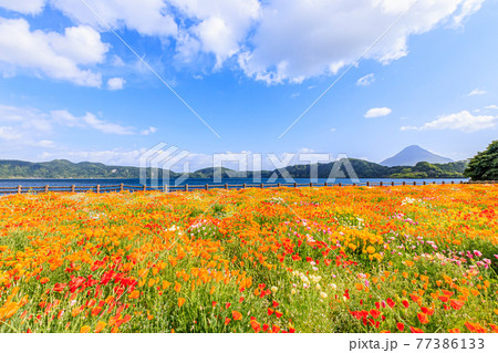開聞岳と池田湖とハナビシソウ　鹿児島県指宿市 77386133
